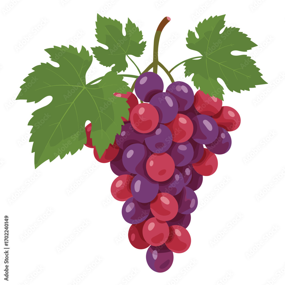 Fototapeta premium Vector illustration of purple grapes