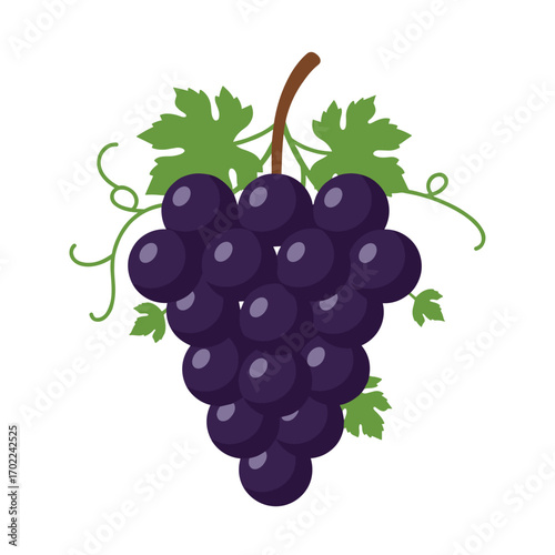 Vector illustration of purple grapes