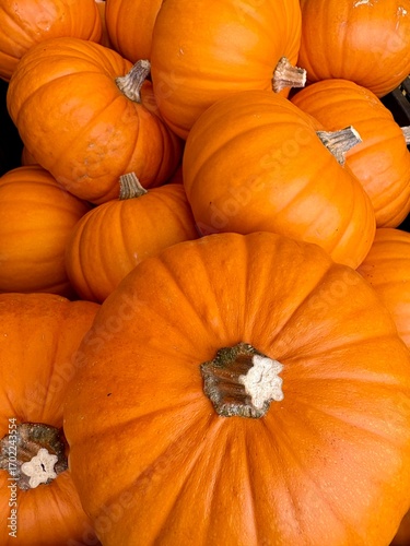Orange Kürbis im Herbst zum verzehr und zur Dekoration