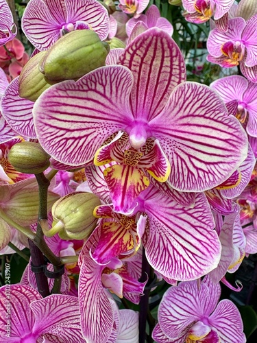Pinke Orchideen