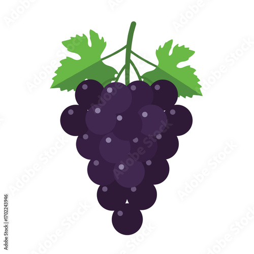 Vector illustration of purple grapes