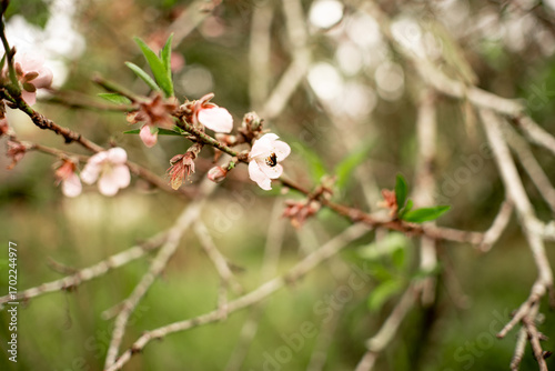 Delicadas flores rosadas em galho de árvore no campo