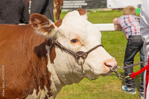 A Hereford bull on display at a traditional county show
