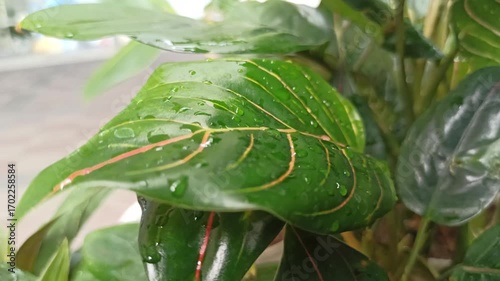 Wallpaper Mural Fresh Aglaonema leaves after morning watering, with glossy green and variegated surfaces sparkling with water droplets, showcasing the tropical beauty of this ornamental plant. Torontodigital.ca