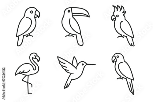Outline illustrations of exotic birds: parrot, toucan, cockatoo, flamingo, hummingbird