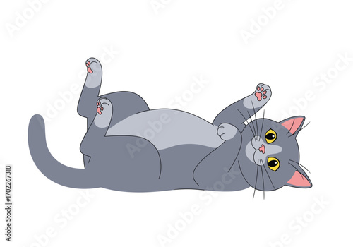 Playful gray cat rolling on its back with paws in the air