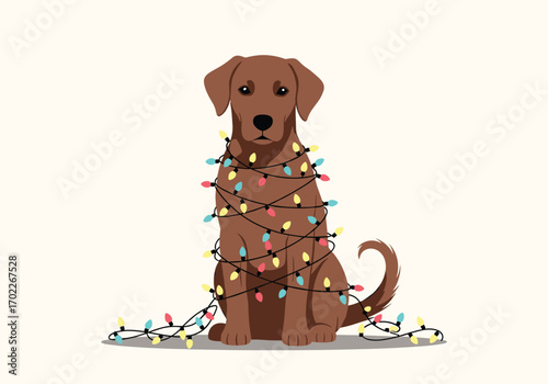 Adorable chocolate lab dog entangled in festive christmas lights