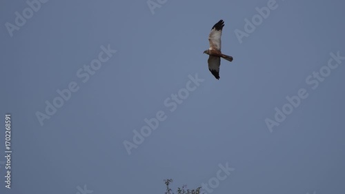 A male western marsh harrier (Circus aeruginosus) flying over a marsh (slow motion).