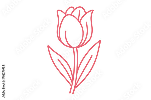 Elegant outline drawing of a pink tulip, isolated on transparent background