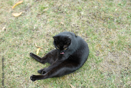 Black cat licking its own rear end