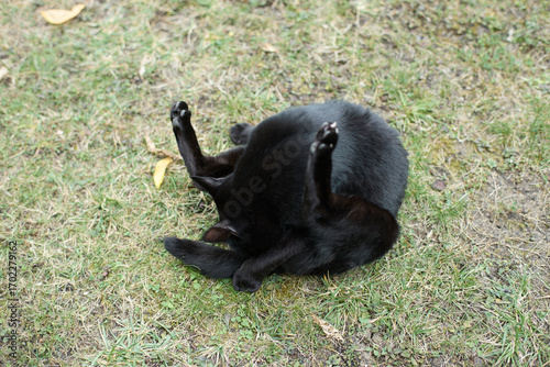An adorable black cat licking its anus