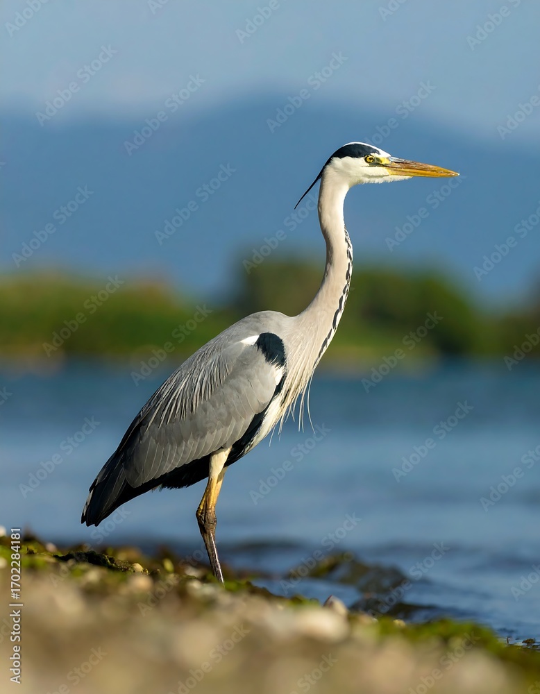 Fototapeta premium Grey heron stands by water's edge, light gray plumage, long neck and beak, watchful gaze