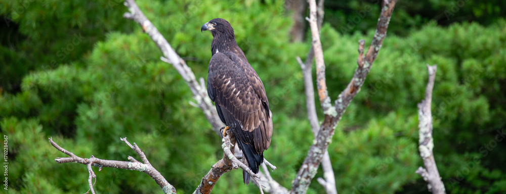 Obraz premium Bald Eagle (Haliaeetus leucocephalus) immature, perched on a branch on the Rainbow Flowage in northern Wisconsin
