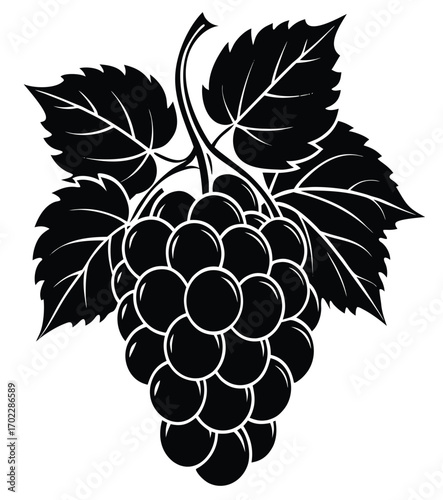 Bunch of grapes vector illustration with leaves and vine