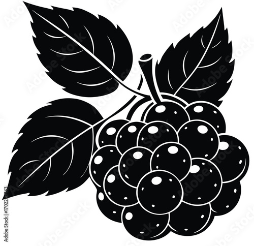 Vector illustration of black currant berries with leaves on white background