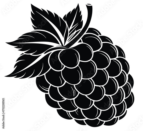 Vector illustration of black and white grapes with leaves on white background