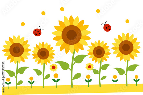 sunflower on a white background
