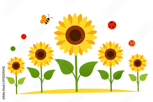 sunflower isolated on white background