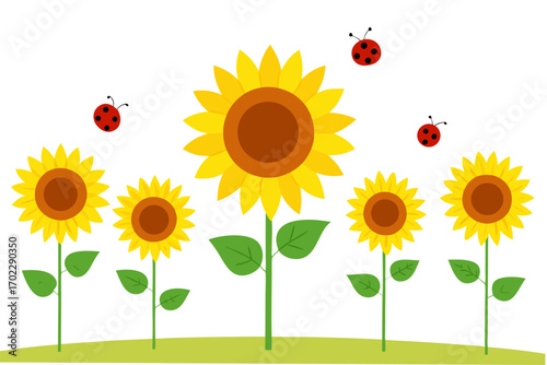 sunflower on white background