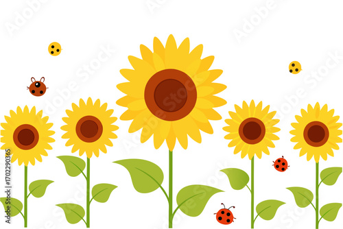 sunflower vector illustration