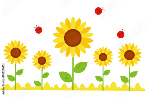 sunflower