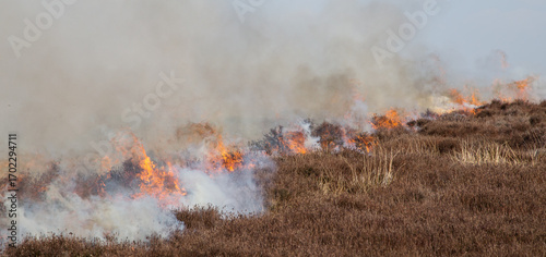 Heather burning on the North York Moors, important grouse moor management. New shoots will grow from the burnt heather and provide food for young birds