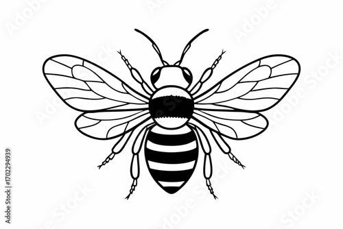 bee vector illustration