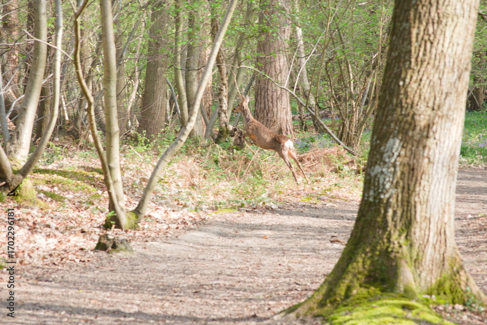 Fototapeta premium Deer Leaping Gracefully on a Forest Path