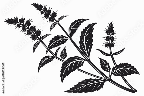 Black and white silhouette of a flowering mint plant with leaves