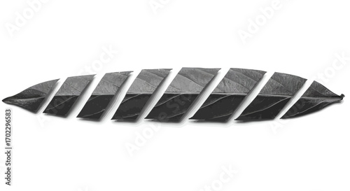 A series of segmented, overlapping dark gray leaf-like shapes arranged horizontally against a white background.
