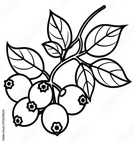 A beautifully decorative vector illustration of black and white currants with a floral pattern and a butterfly