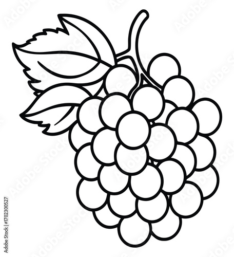 Bunch of grapes vector illustration with leaves and vine design
