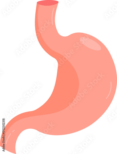 Human Stomach Anatomy Illustration