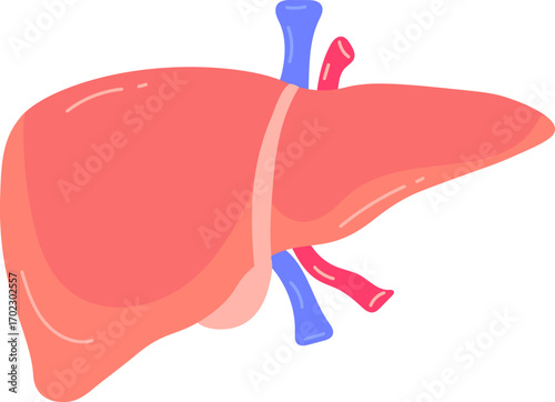 Human Liver Anatomy Illustration on White Background