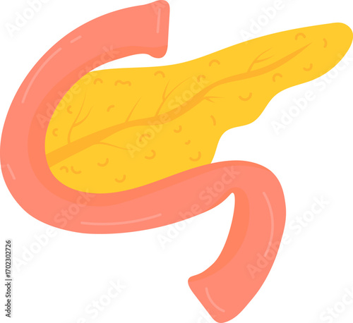 Cartoon Pancreas Anatomy Illustration
