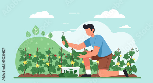 Man Harvesting Fresh Cucumbers From Garden Under Cloudy Sky In Colorful Illustration