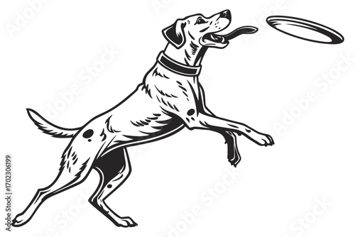 Athletic dog leaping to catch a flying disc