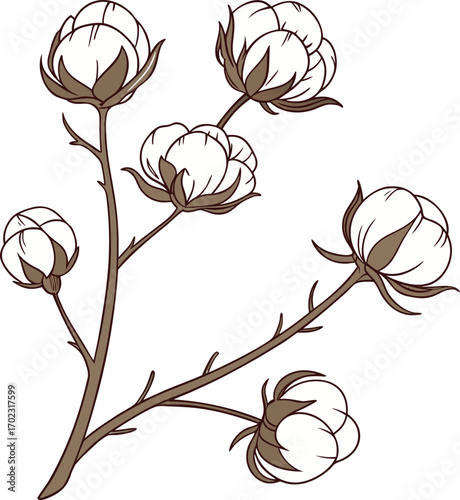 Cotton plant branch with fluffy bolls vector