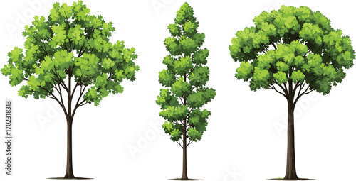 Set of three tall green leafy trees with slender trunks, ideal for nature scenes, garden designs, and landscape illustrations.