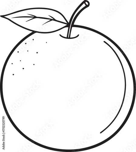 orange fruit outline vector illustration line art