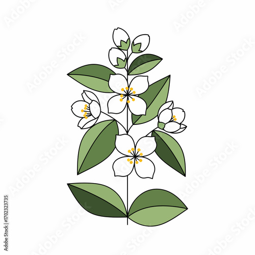 A stylized illustration of a jasmine plant with white flowers and green leaves on a white background.