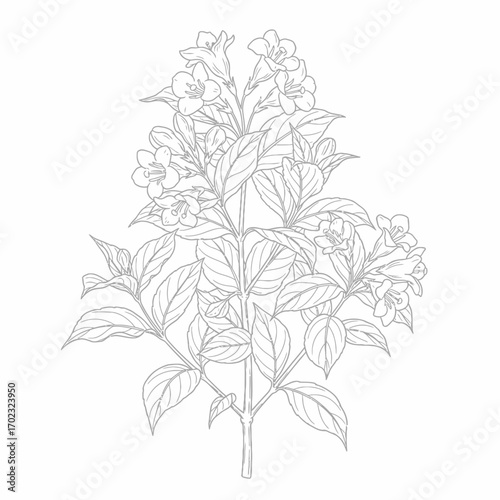 A detailed line drawing of a flowering plant with multiple branches and clusters of trumpet-shaped flowers and ovate leaves.