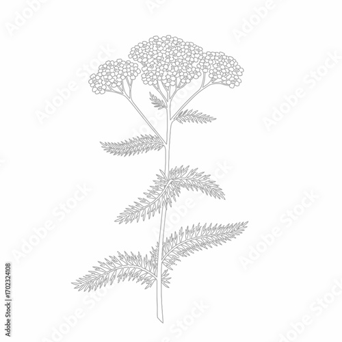 A detailed line drawing of a Yarrow plant, showcasing its feathery leaves and clusters of small flowers at the top.