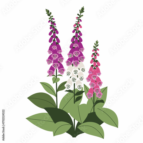 A cluster of three foxglove plants with tall spikes of bell-shaped flowers in shades of pink, purple, and white, set against a white background.