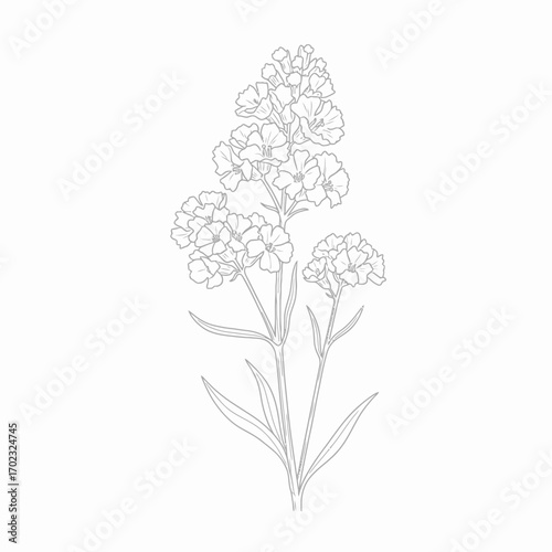 A delicate line drawing of a flowering plant with multiple small blossoms clustered on a tall stem, surrounded by slender leaves.