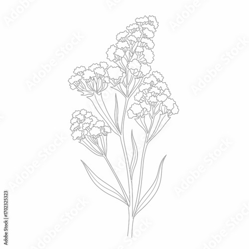 A delicate line drawing of a flowering plant with multiple clusters of small blossoms and slender leaves.