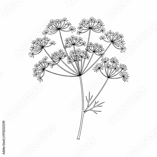 A delicate line drawing of a dill flower with its characteristic umbrella-shaped umbels and feathery leaves.