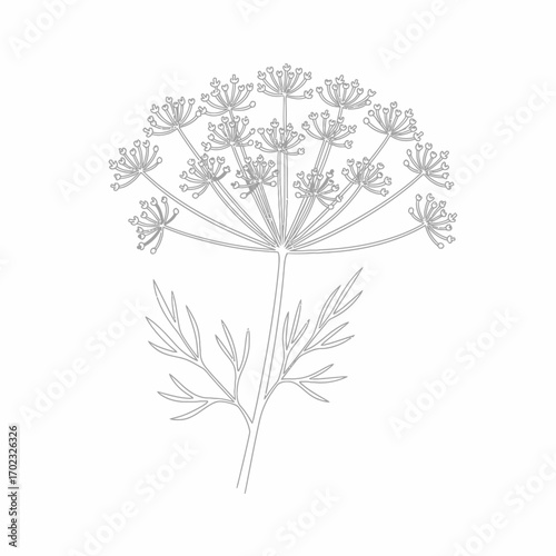 A delicate line drawing of a dill flower with its characteristic umbrella-shaped umbel and feathery leaves.