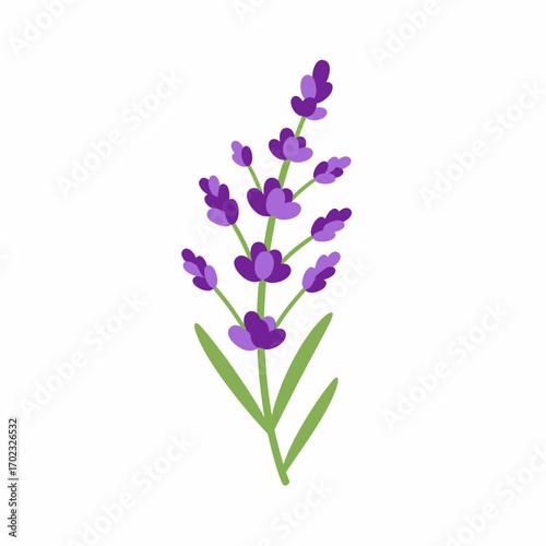 A simple, stylized illustration of a single sprig of lavender with purple flowers and green leaves on a white background.