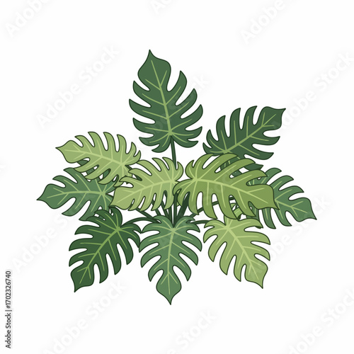A top-down illustration of a lush green Monstera Deliciosa plant with large, fenestrated leaves.
